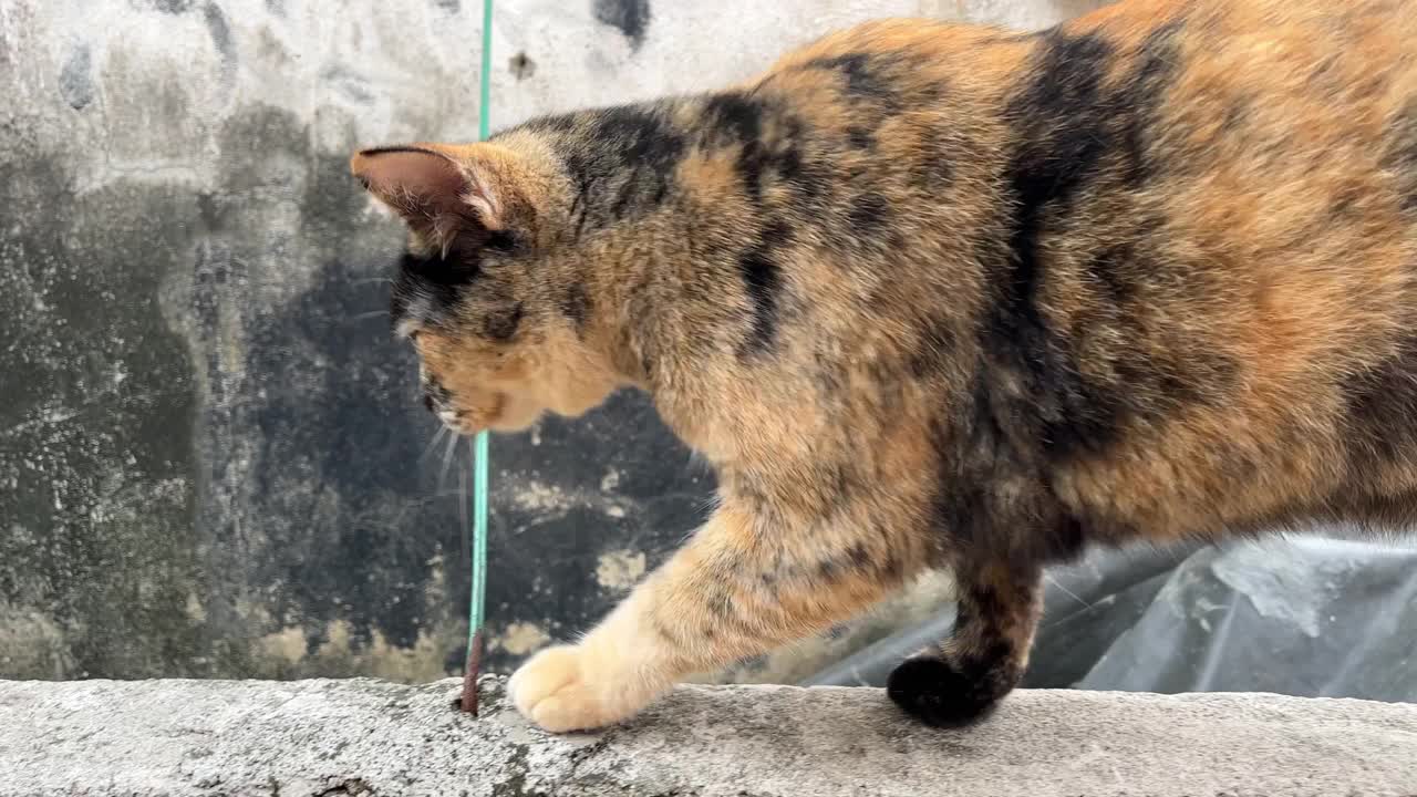 4K Tortie猫紧随其后。视频素材