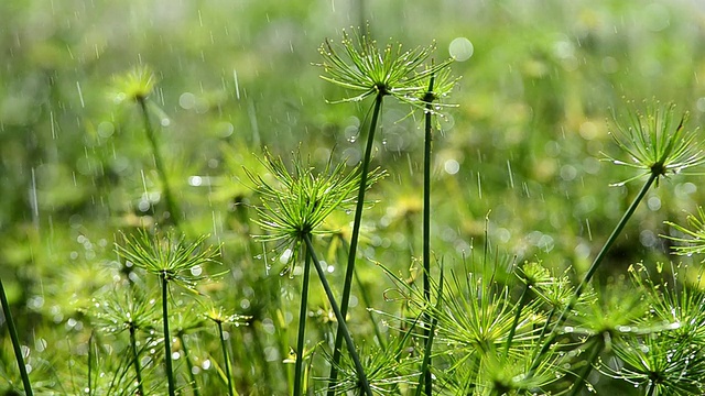 绿草带雨视频素材