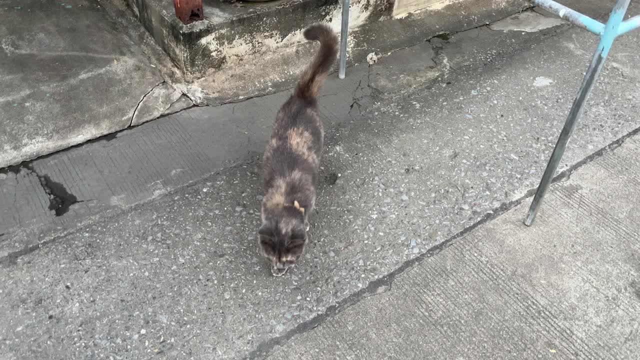 用手抚摸流浪猫视频下载