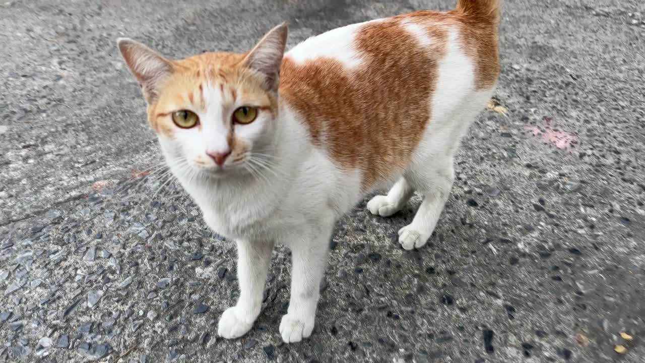 抚摸一只街头土耳其猫。视频下载