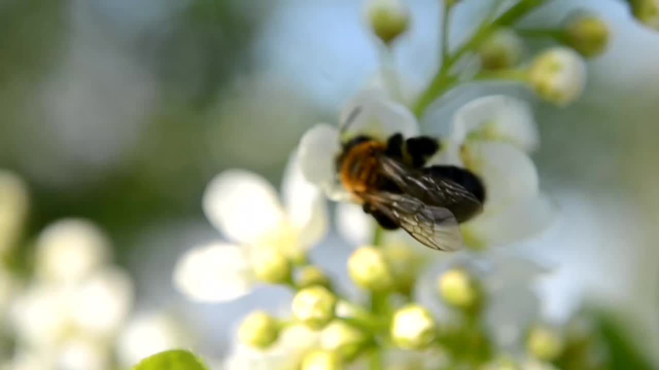 一只蜜蜂在梅花上。盛开的花园。视频下载