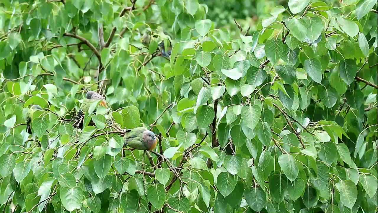 在雨中沐浴后，成群的橙胸绿鸽鸟在菩提树上整理视频素材