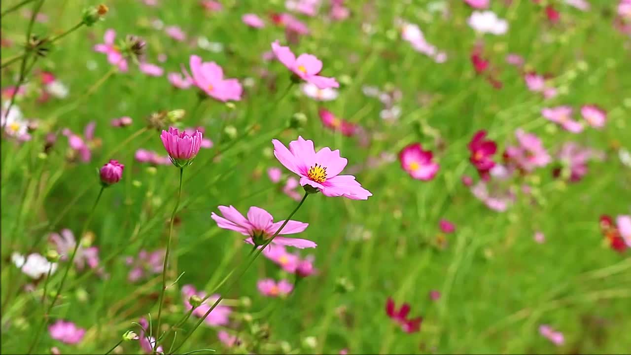 绚丽的宇宙花朵在田野中绽放的镜头视频素材