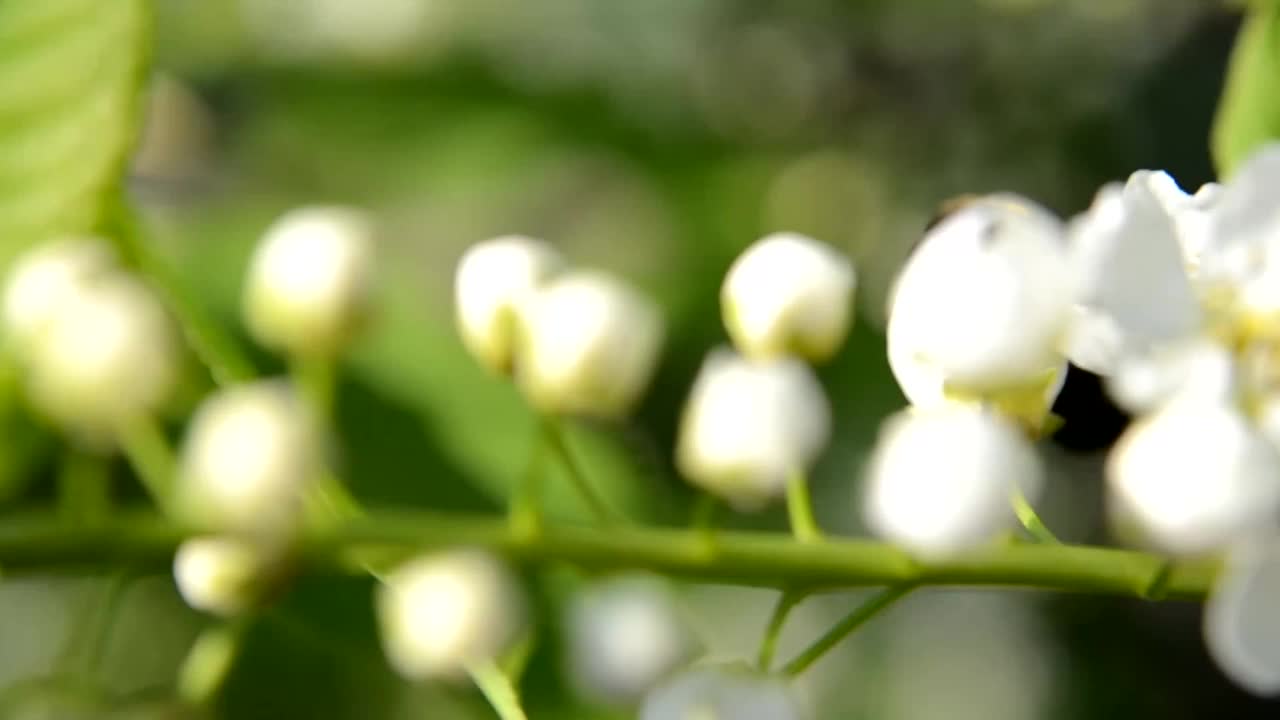 一只蜜蜂在梅花上。盛开的花园。视频下载