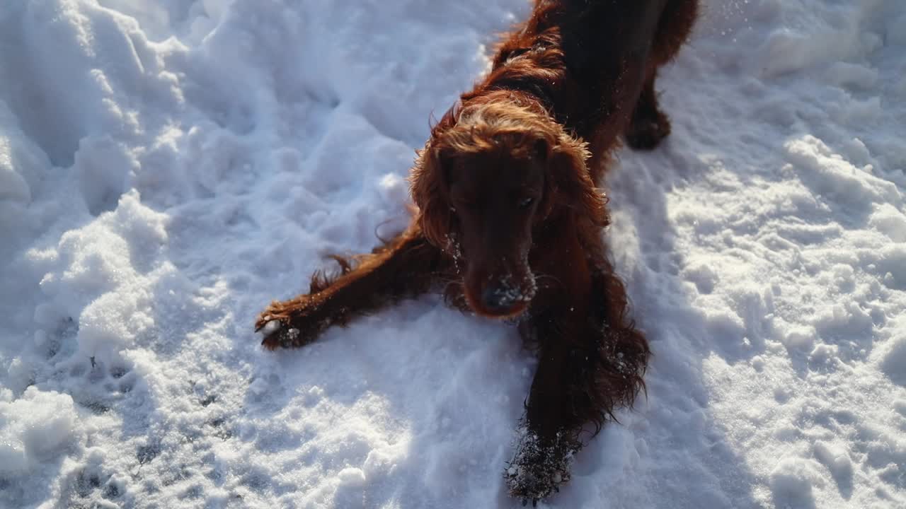 快乐的爱尔兰塞特犬在阳光明媚的一天在公园散步的雪中玩耍视频素材