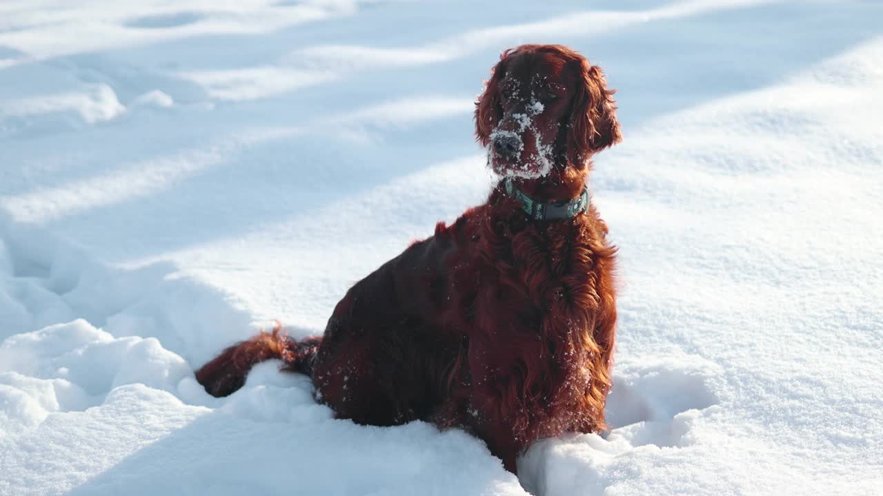 快乐的爱尔兰塞特犬在阳光明媚的一天在公园散步的雪中玩耍视频素材