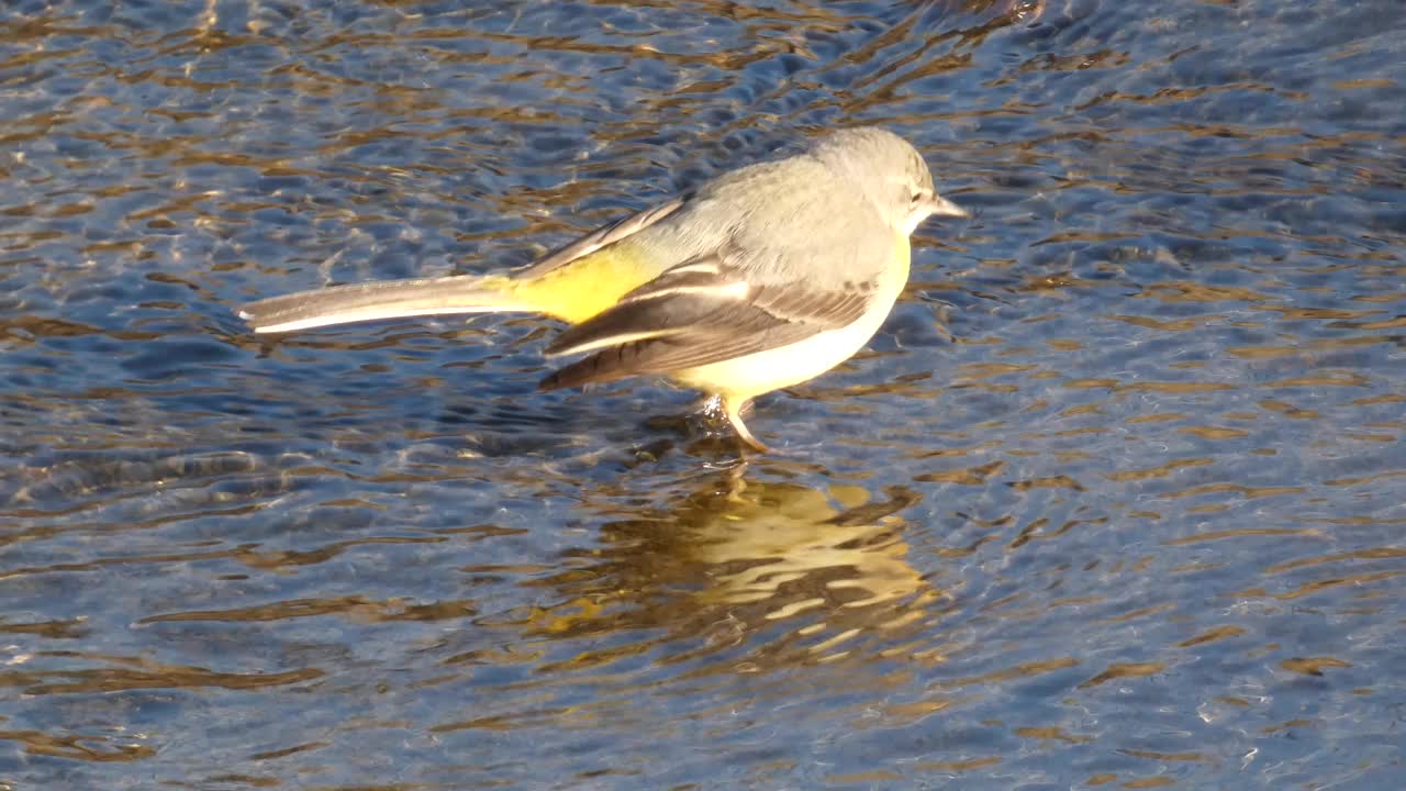 Lavandera Cascadena或灰色wagtail, Motacilla cinerea，在河流的水流中寻找食物。视频素材