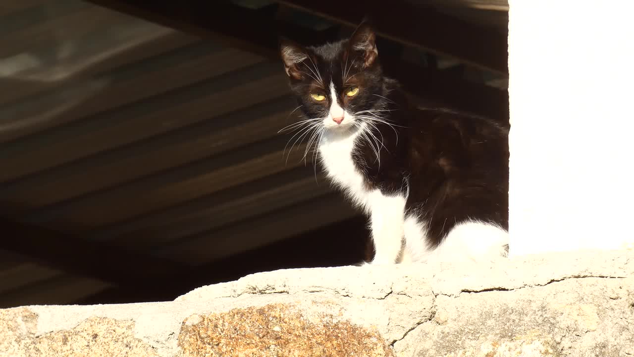 年轻的流浪猫带着黑白相间的皮毛在墙上休息和晒太阳视频素材