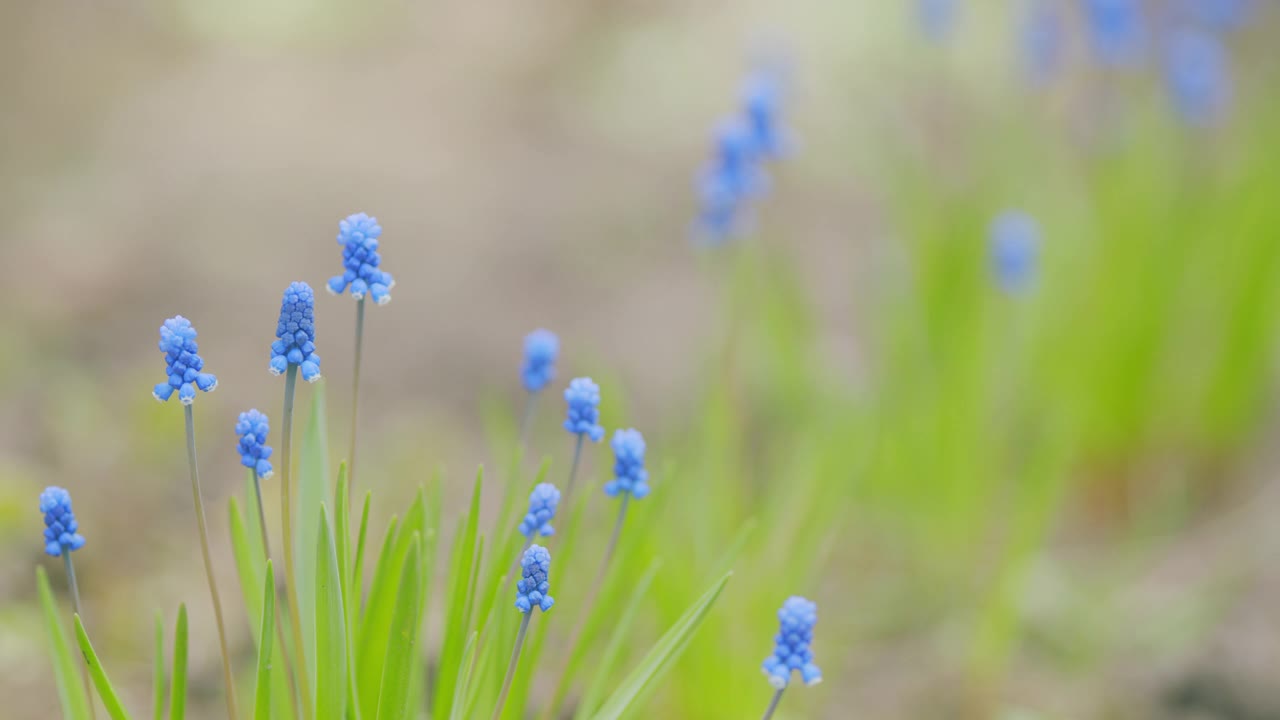 蓝葡萄风信子。蓝色的麝香花。蓝色葡萄风信子与模糊的绿色背景。架的焦点。视频素材