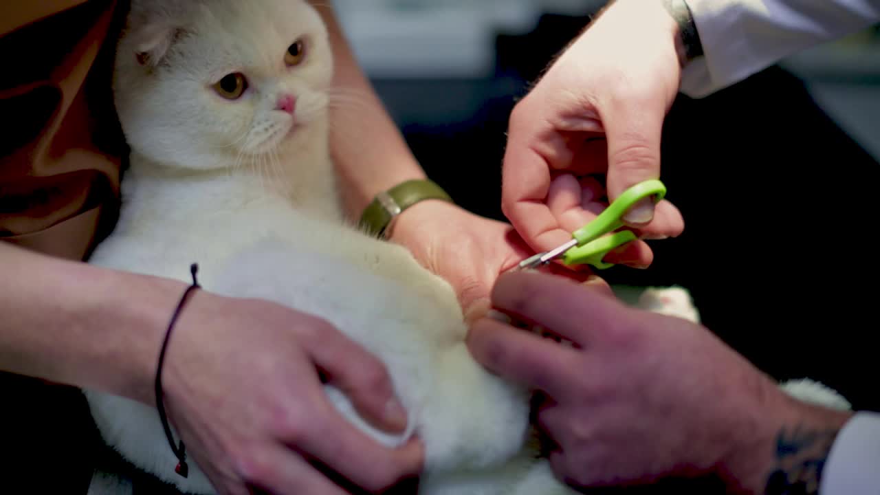 兽医诊所的苏格兰折耳猫视频素材