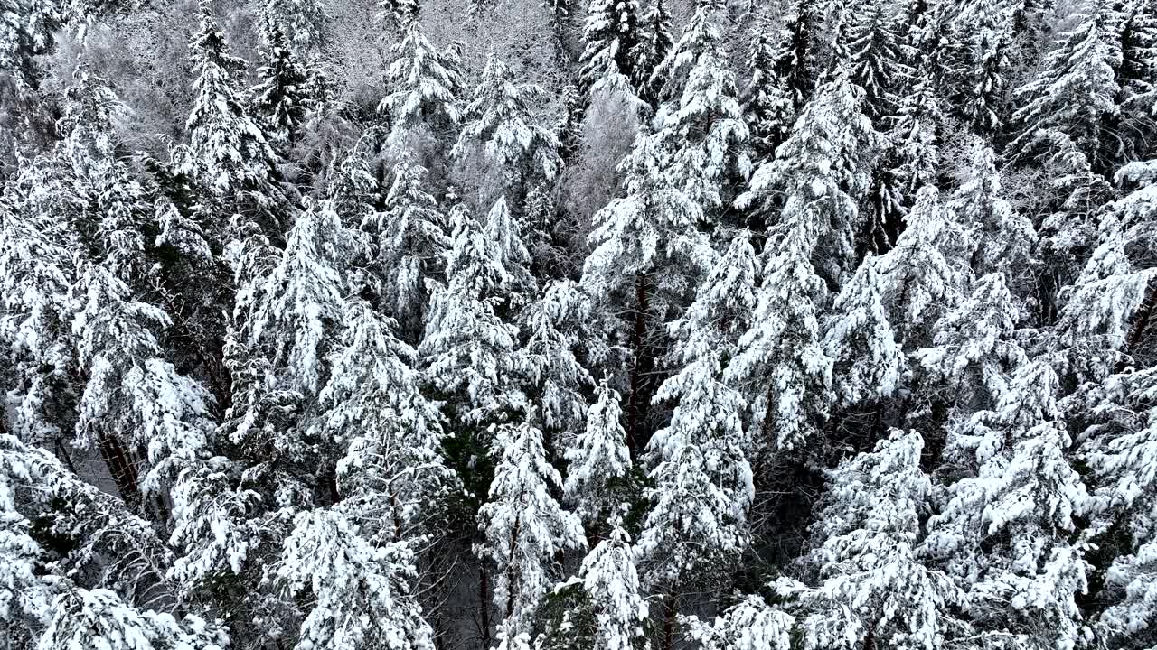 云杉和松树上的雪在冬天的霜冻。视频素材