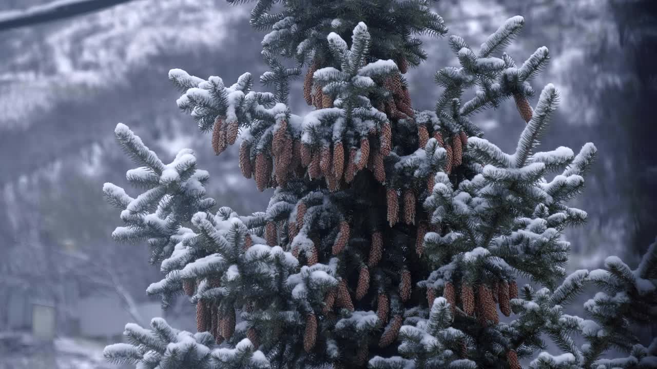 美丽的绿色云杉，有许多球果，在寒冷的冬天被白雪覆盖视频素材