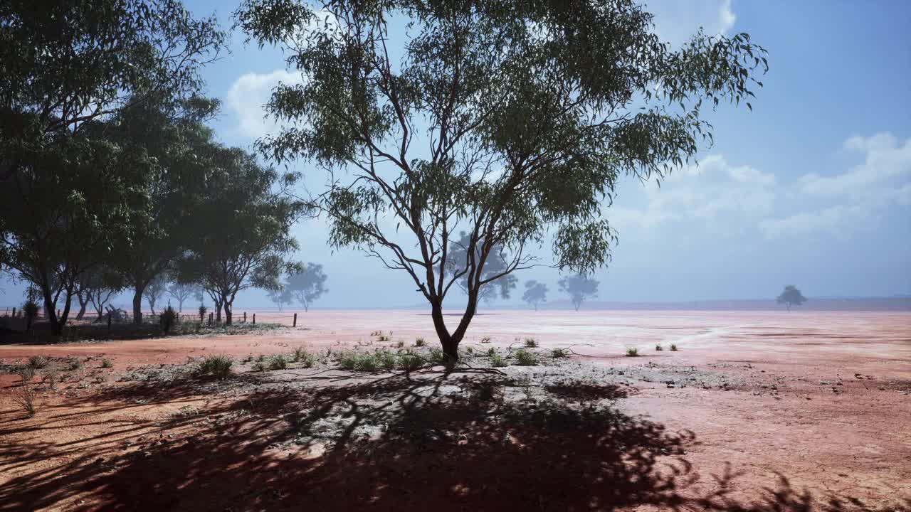 非洲大地上的三相思视频素材