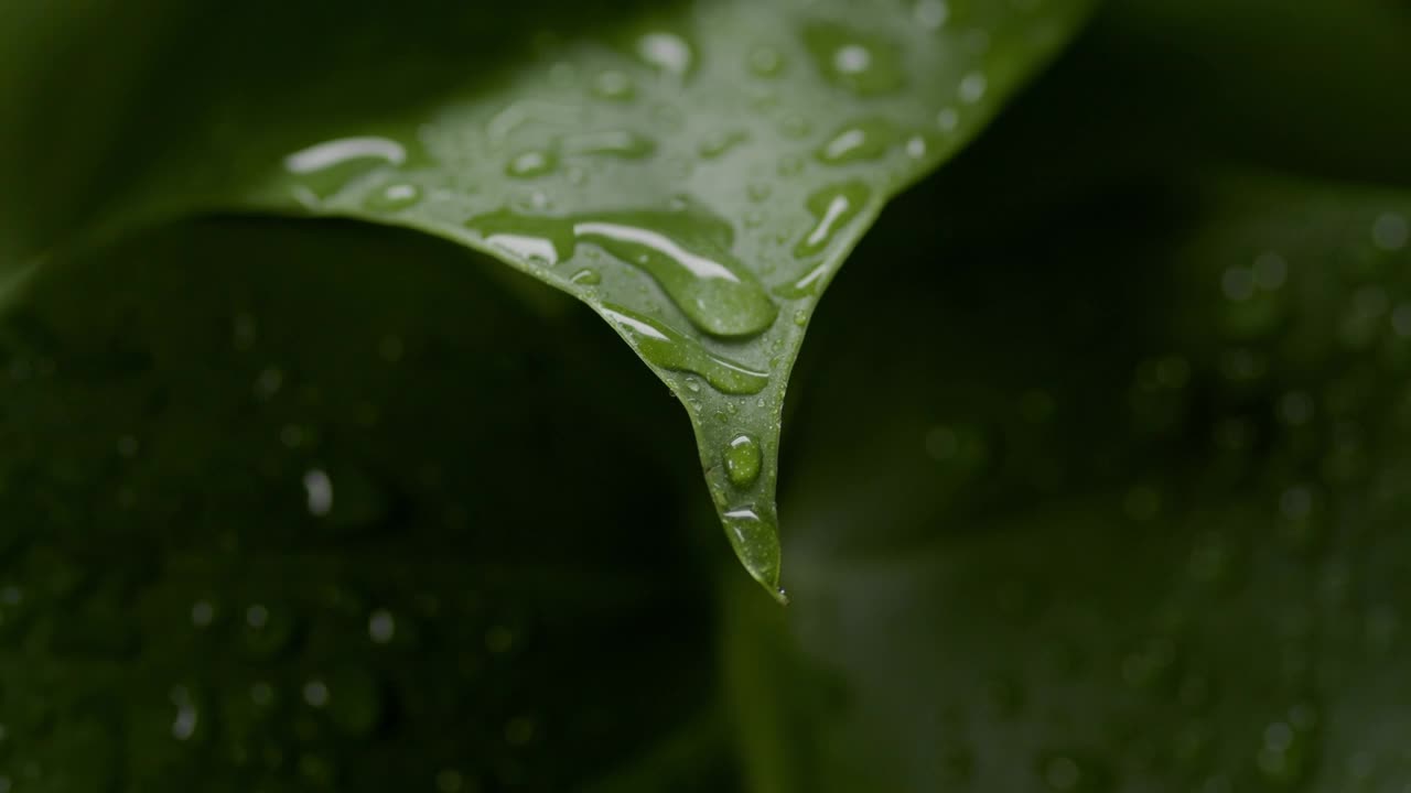 雨落在颤抖的绿叶上，雨滴从叶尖滴下视频素材