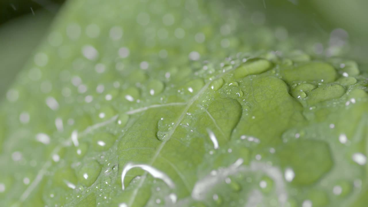 雨水落在绿叶上，雨滴滚在绿叶上视频素材