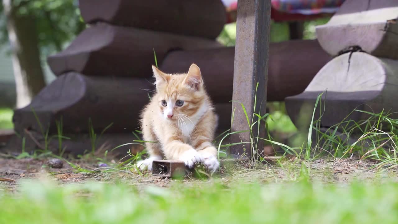 可爱的姜黄色小猫在绿色的草地上玩耍视频素材