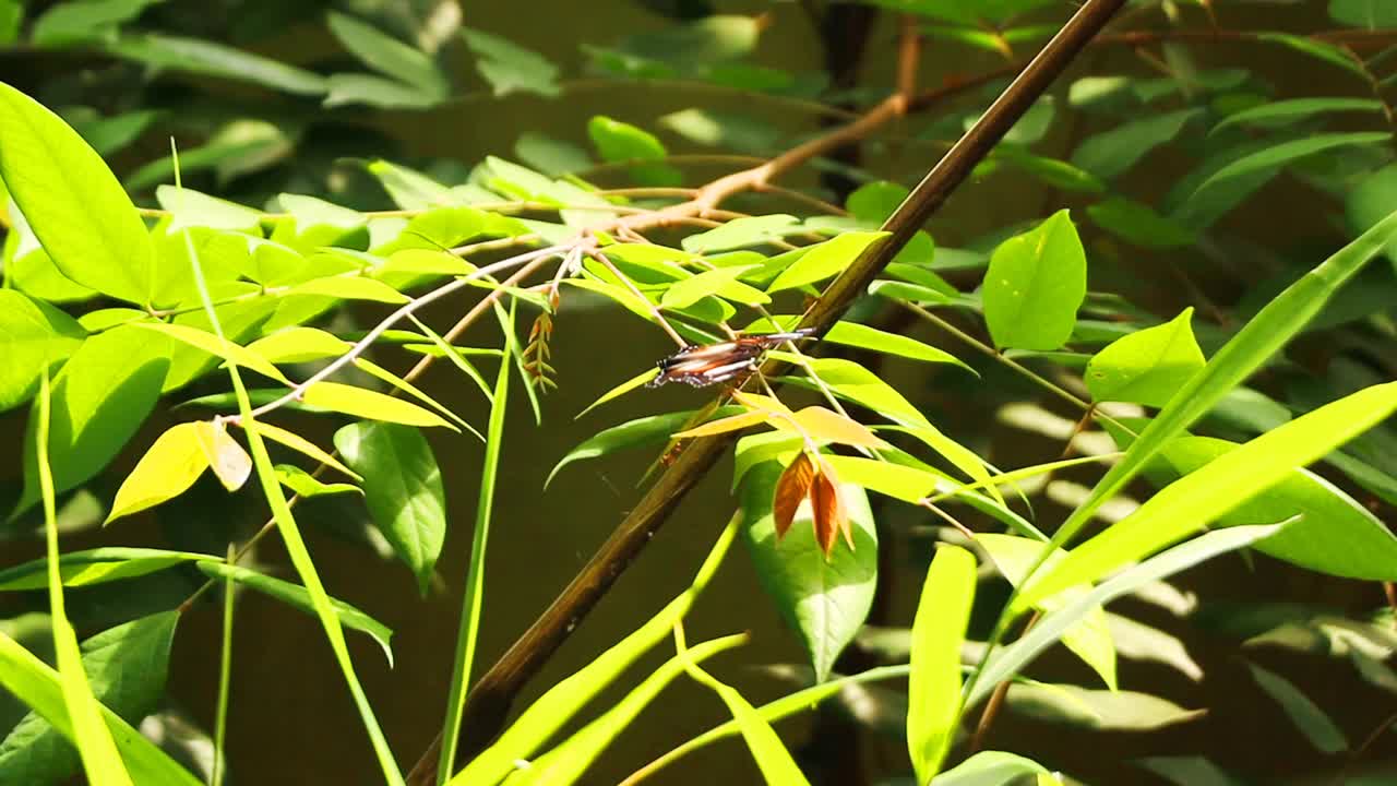 蝴蝶栖息在树叶上视频素材