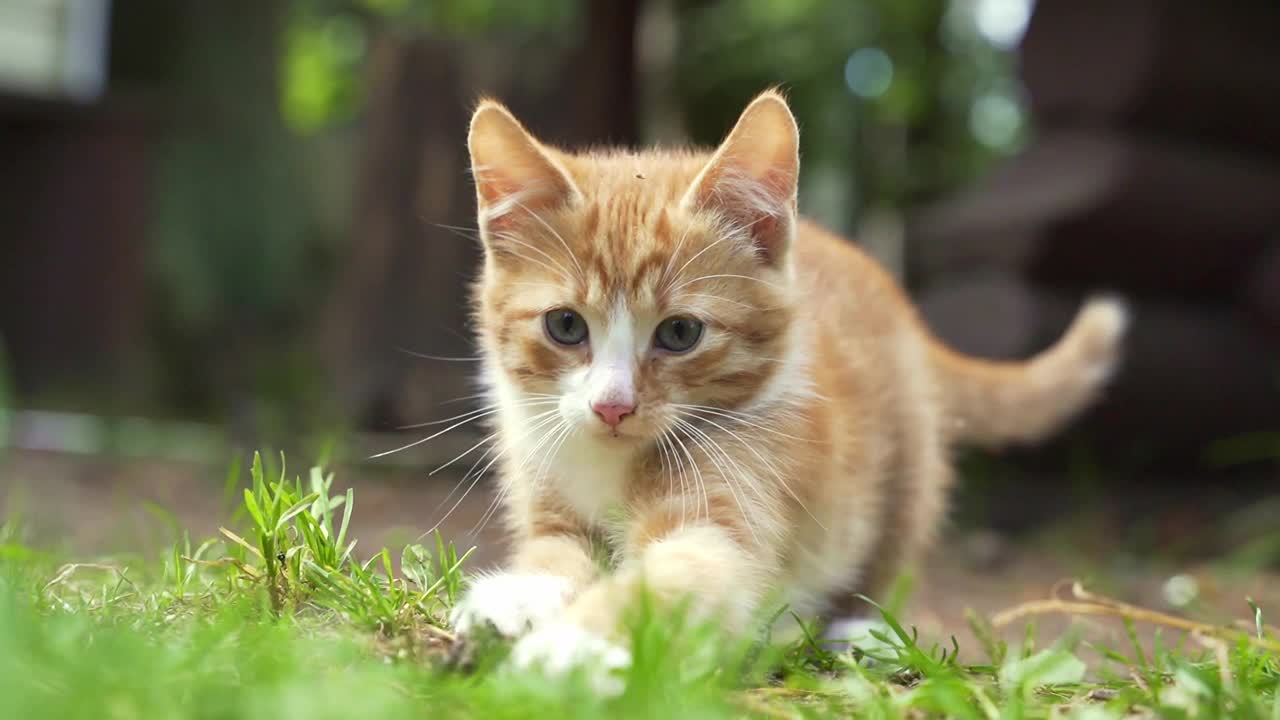 可爱的姜黄色小猫在绿色的草地上玩耍视频素材