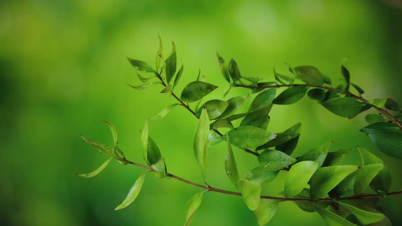 雨后水滴落在桃金娘(myrtus communis)叶子上视频下载