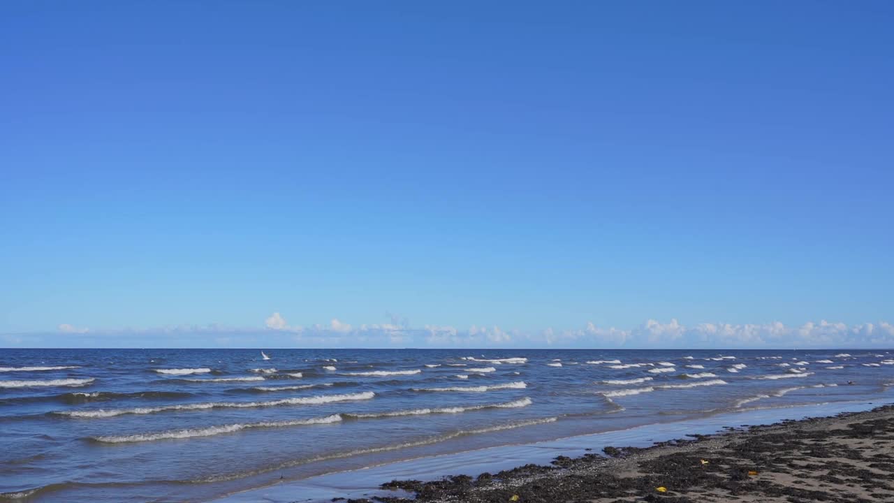 海鸥在海浪和海藻的海面上飞翔视频素材