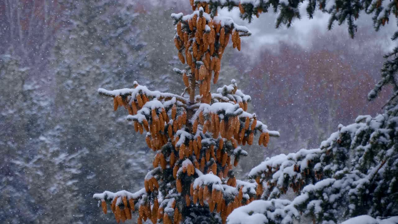 一棵美丽的绿色云杉，有许多球果，冬天被白雪覆盖视频素材