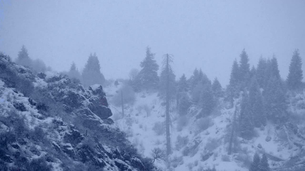 一棵美丽的绿色云杉，有许多球果，冬天被白雪覆盖视频素材