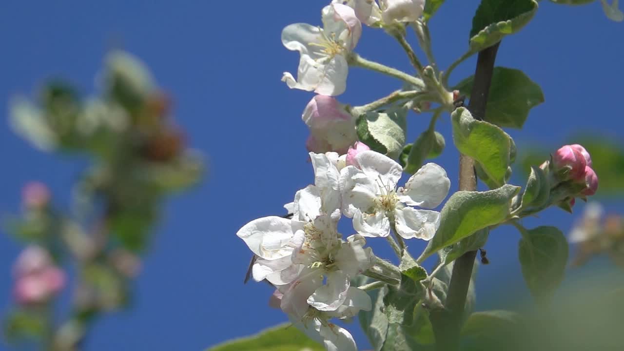 蜜蜂大黄蜂视频素材