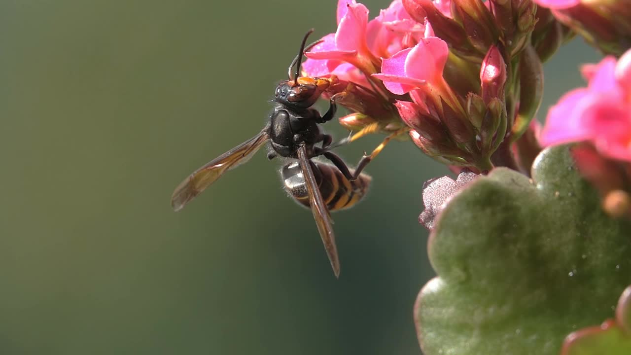 大黄蜂大昆虫视频素材