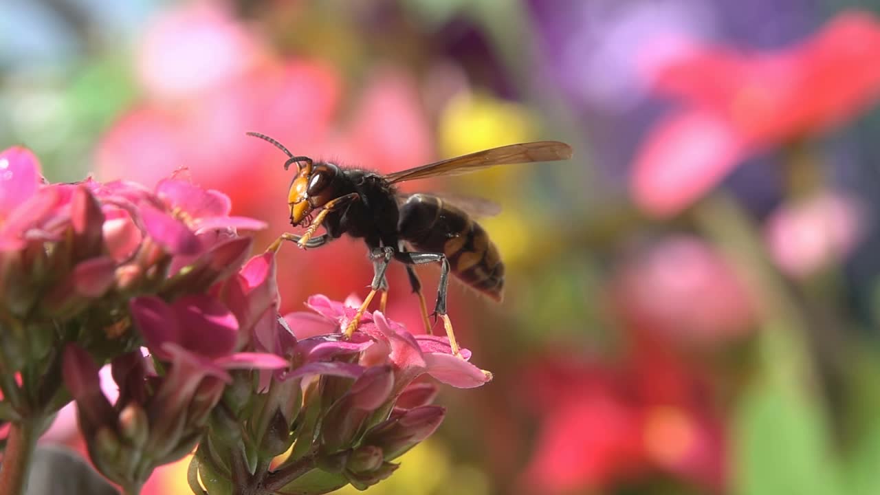 蜜蜂大黄蜂。视频素材