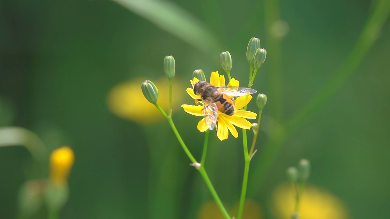 采蜂花视频素材