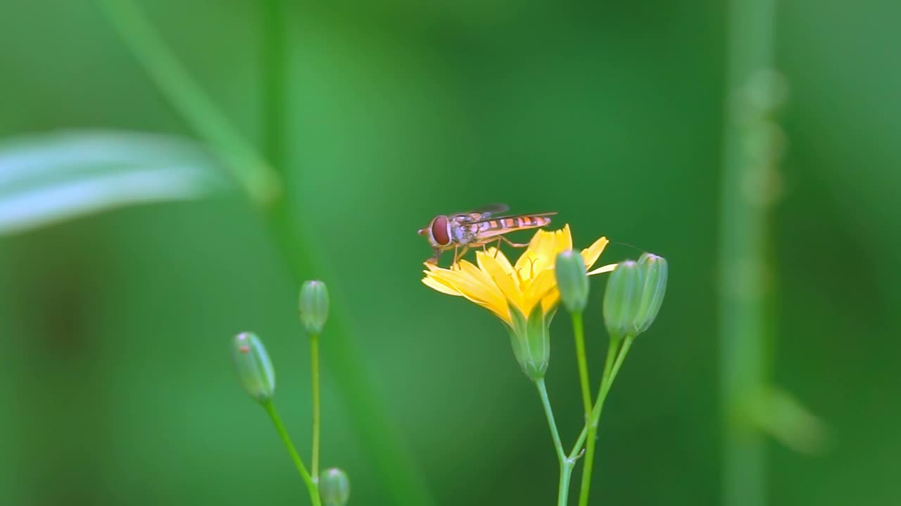 蜜蜂飞视频素材