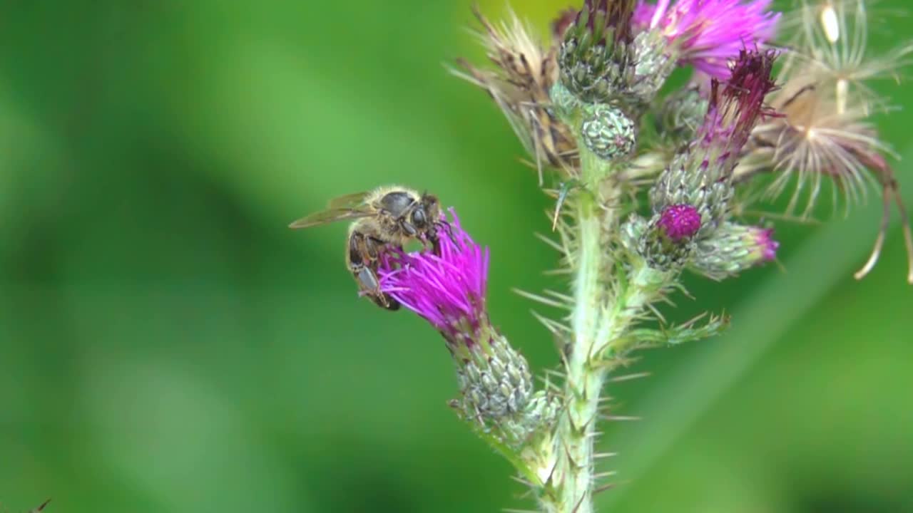 蜜蜂，蜜蜂蓟视频素材