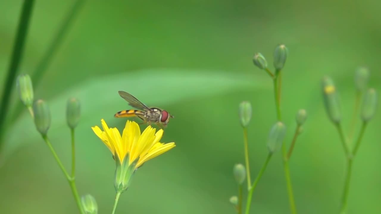 蜜蜂黄蜂会飞视频素材