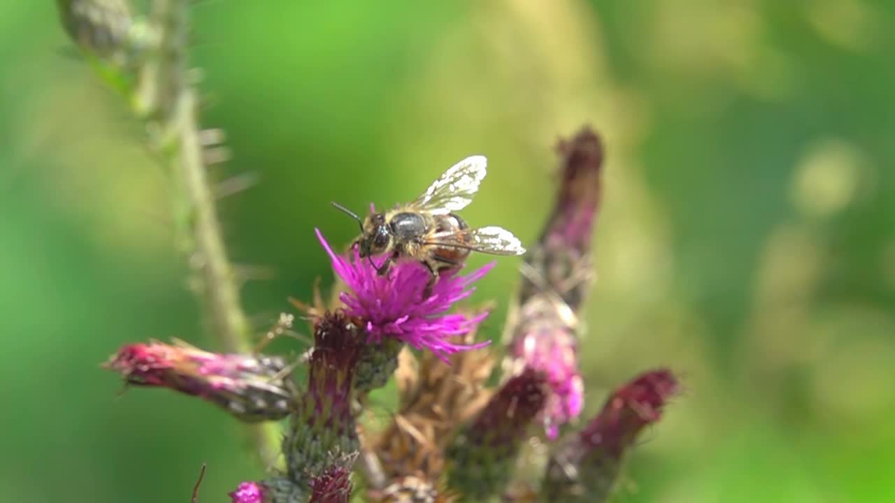 蜜蜂在紫蓟花上视频素材