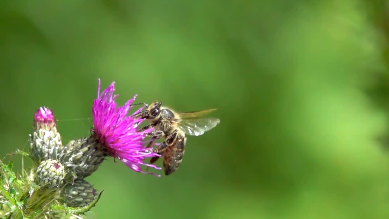 采蜂花视频素材