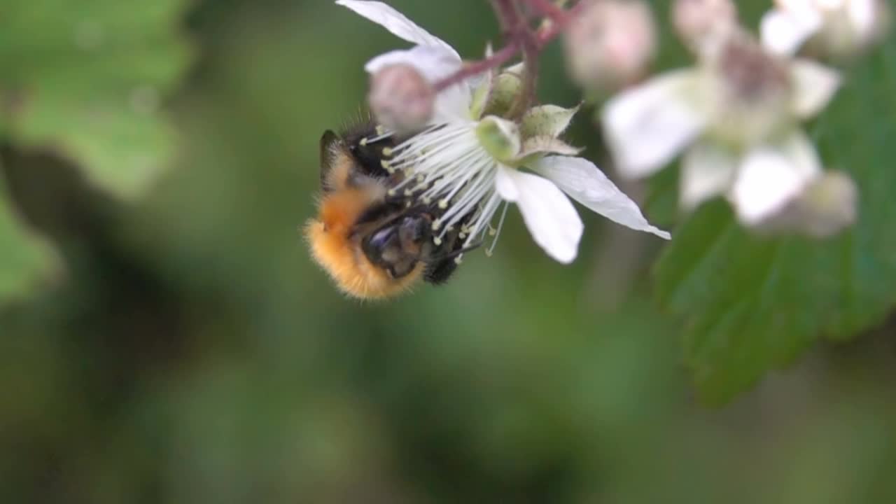 蜜蜂大黄蜂视频素材