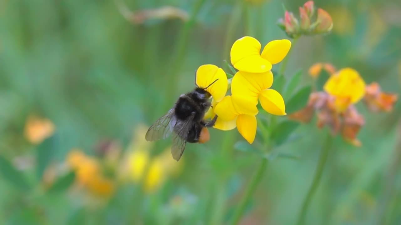 大黄蜂花粉视频素材