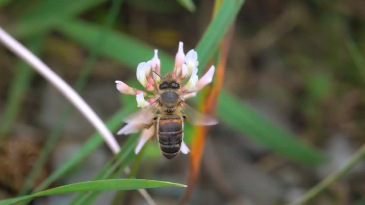 蜜蜂在白花上视频素材