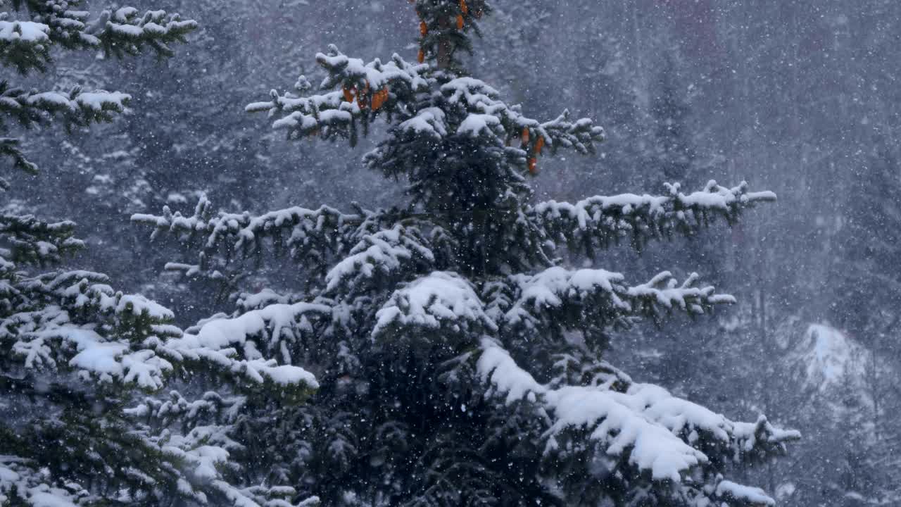 一棵美丽的绿色云杉，有许多球果，冬天被白雪覆盖视频素材