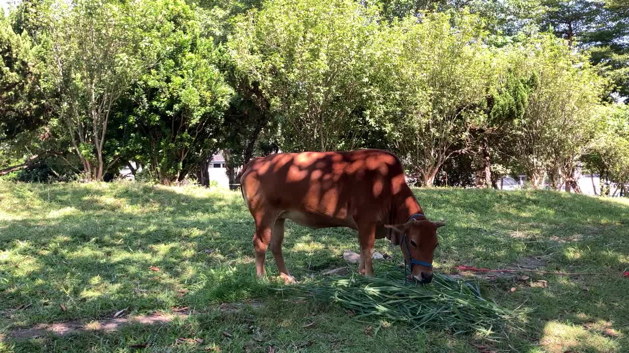 在农舍用新鲜的草喂牛视频下载