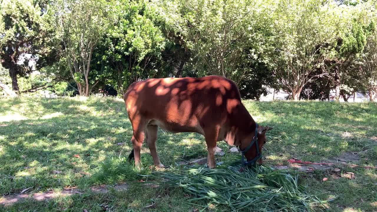 在农舍用新鲜的草喂牛视频下载