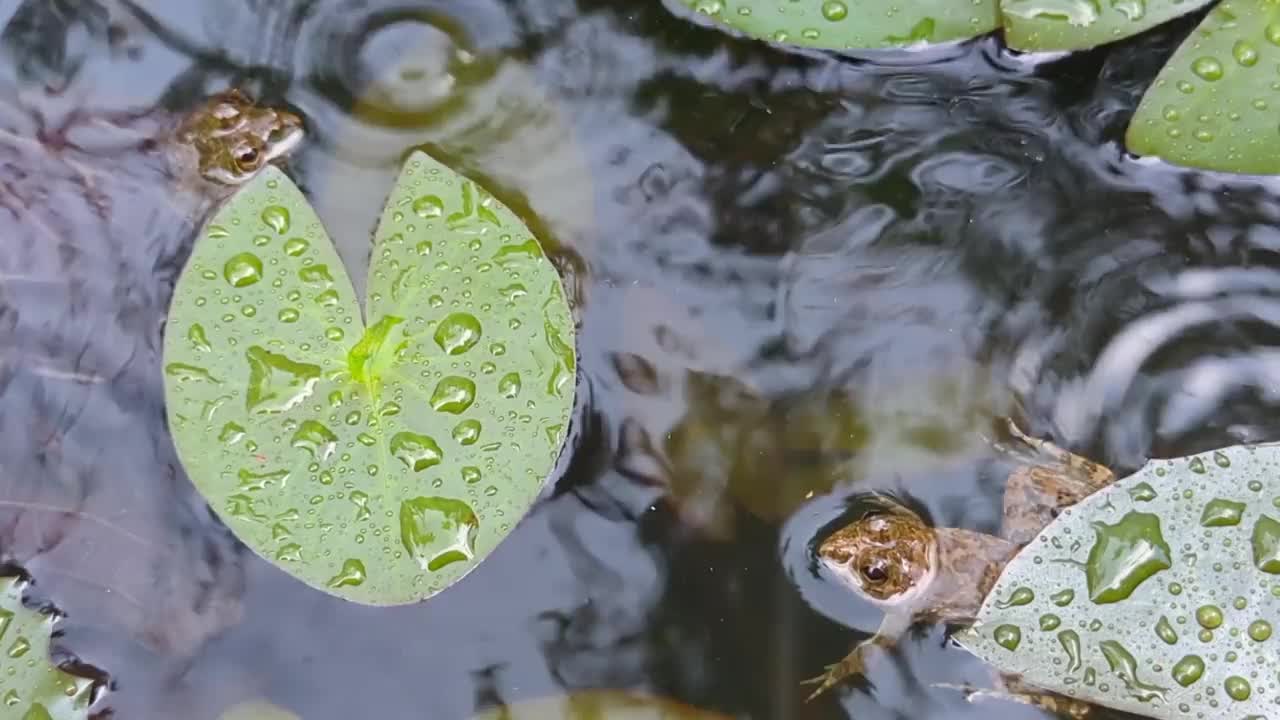 两只青蛙在水面上视频素材