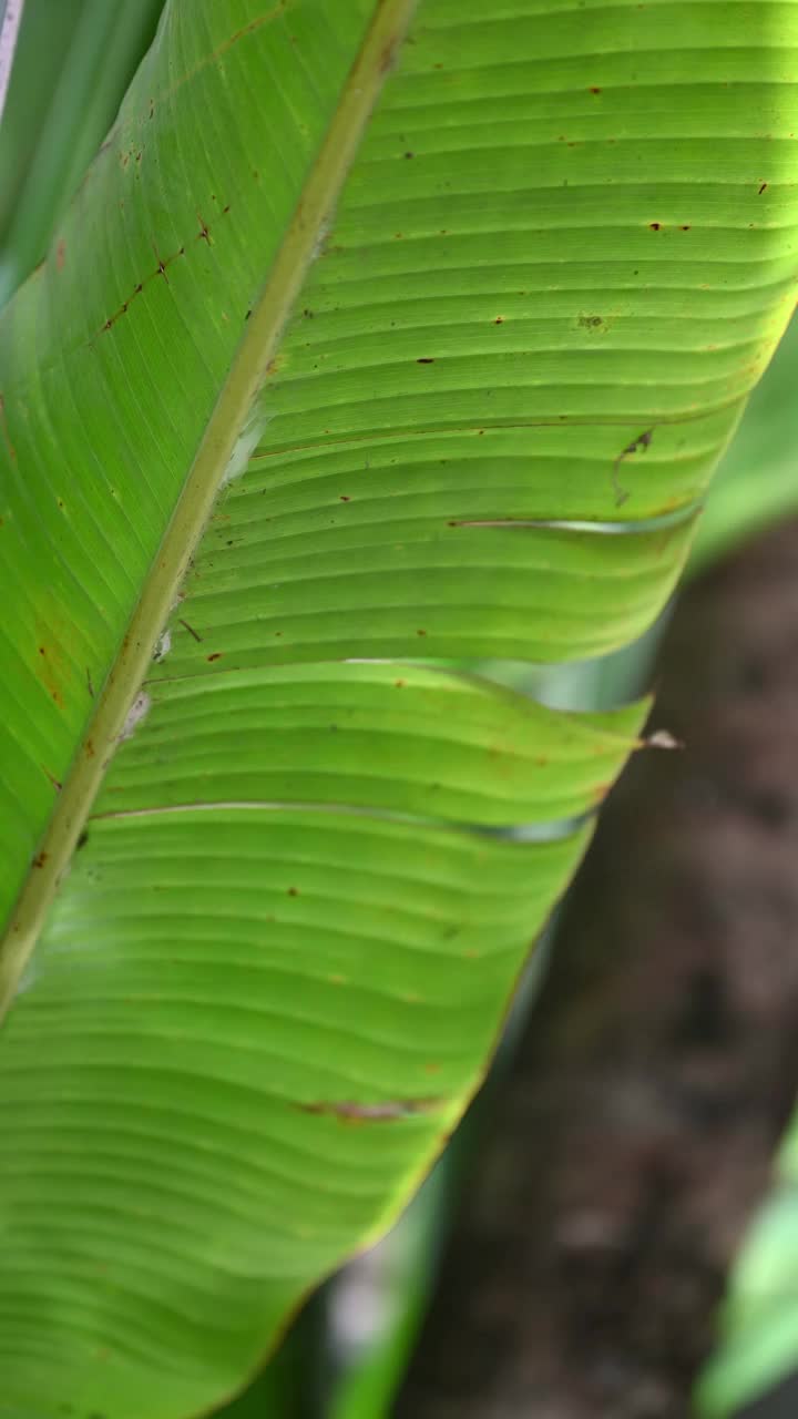 阳光照在芭蕉叶上视频素材