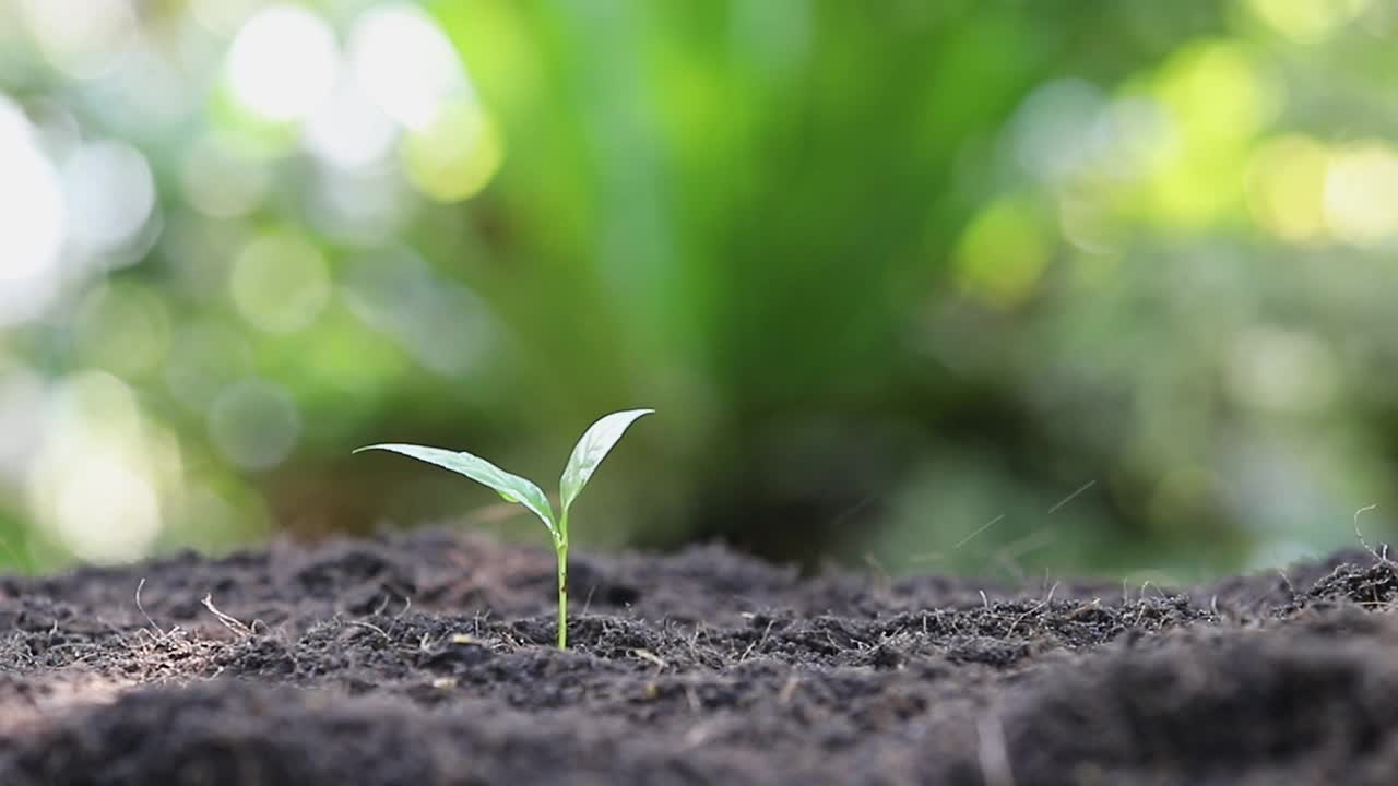 农民的手在肥沃的土壤上浇灌幼苗。用手浇灌幼苗。植物维护和灌溉在肥沃土壤上生长的幼苗。关爱新生命。全高清。视频素材