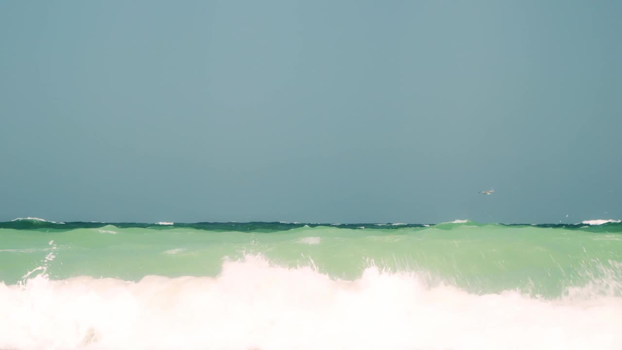 里海鸥(里海鸥)在海里寻找鱼。海有好几种颜色，天空湛蓝清澈视频素材