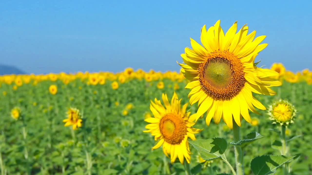 向日葵田与天蓝色视频素材