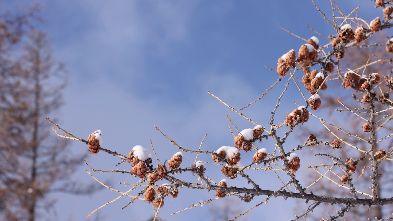 冬天被雪覆盖的松果视频下载