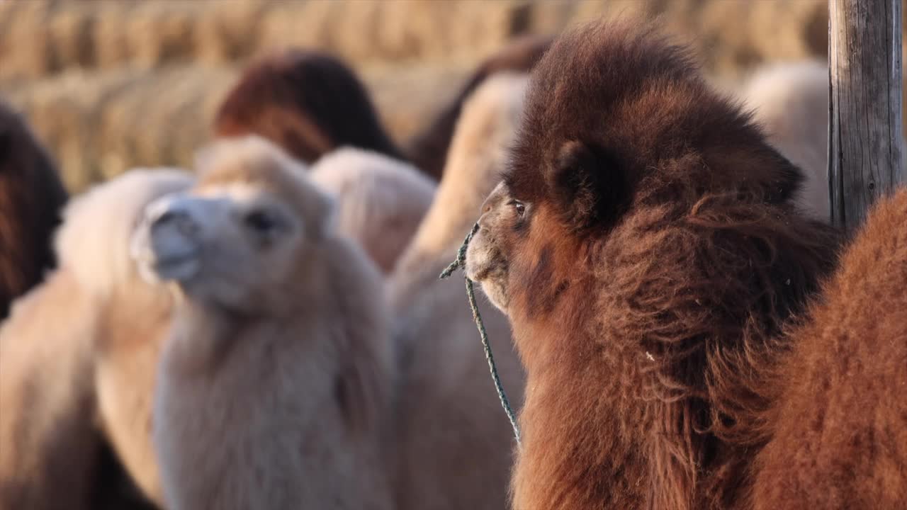 蒙古小戈壁的双峰驼(Camelus bactrianus Linnaeus)视频素材