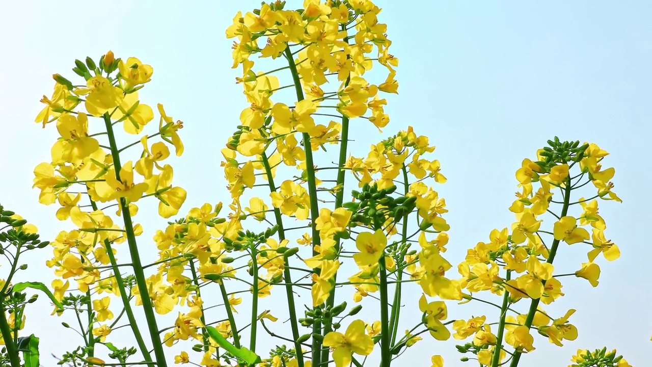 黄色的油菜花在春天盛开视频素材