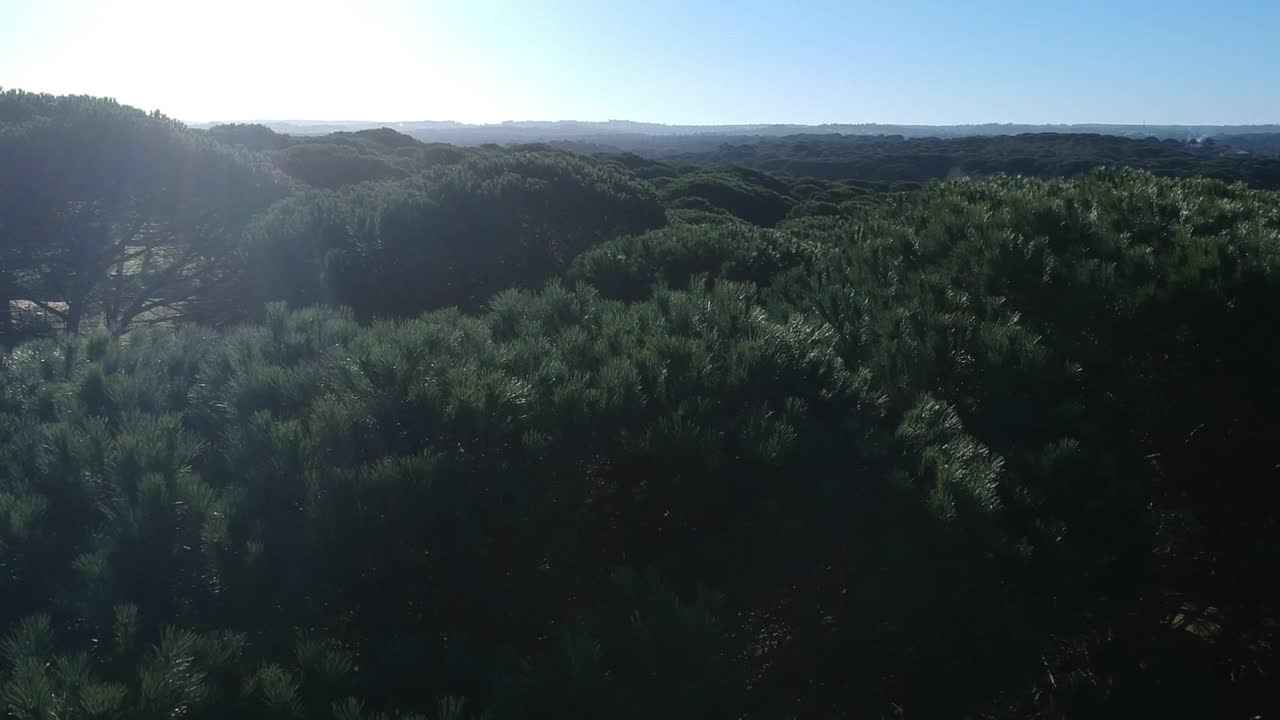 葡萄牙的阳伞松林视频素材